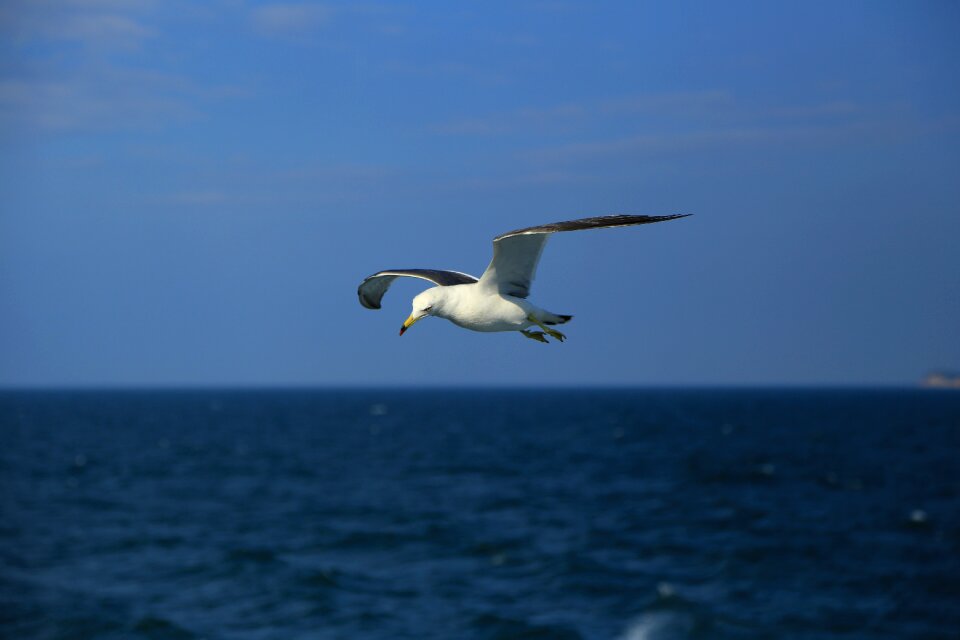Seagull nature animal