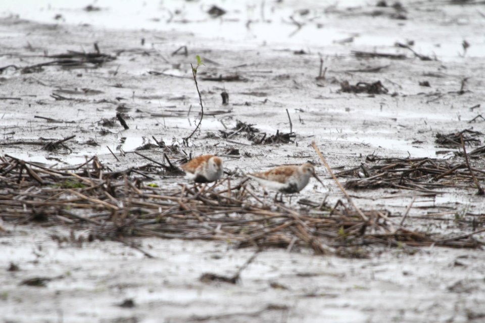 IMG 9776c Dunlin Willowhaven Kankakee Co IL 5-12-2018