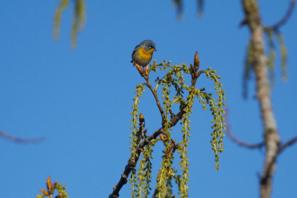IMG 5780c Northern Parula Perry Farm Kankakee Co IL 4-12-2017