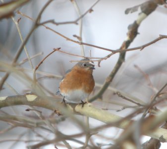 DSCN1296 c Eastern Bluebird Kankakee Co IL 12-19-2013 photo