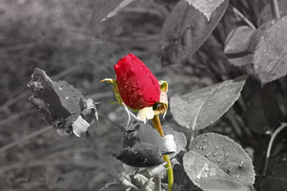 Flower blossom bloom