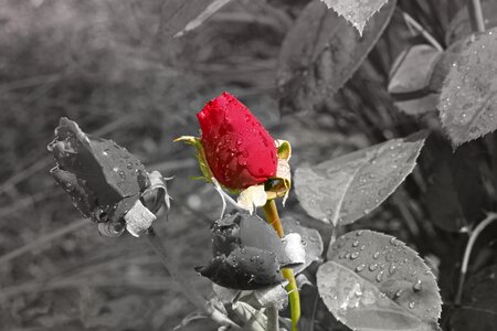 Flower blossom bloom