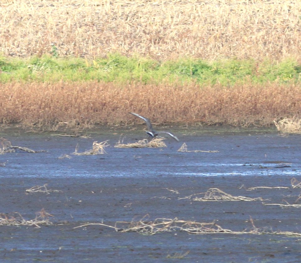 IMG 5168 c Hudsonian Godwit Iroquois Co IL 11-11-2015