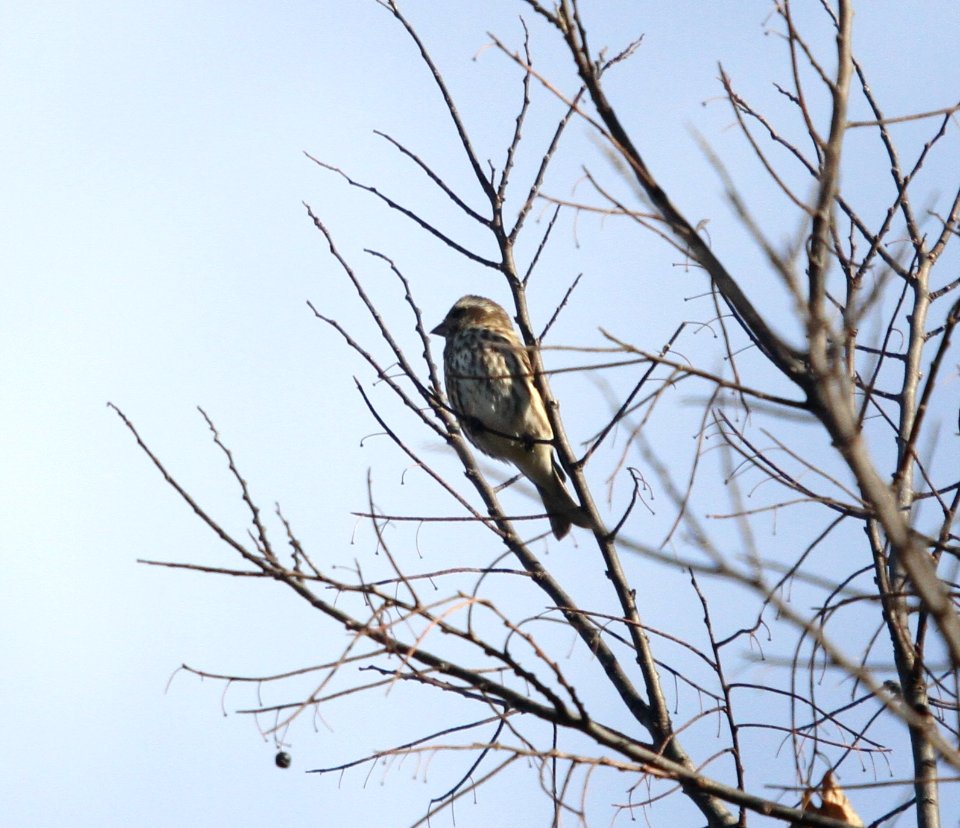IMG 4841 c Purple Finch Perry Farm Kankakee Co IL 11-2-2015
