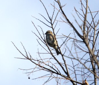 IMG 4841 c Purple Finch Perry Farm Kankakee Co IL 11-2-2015