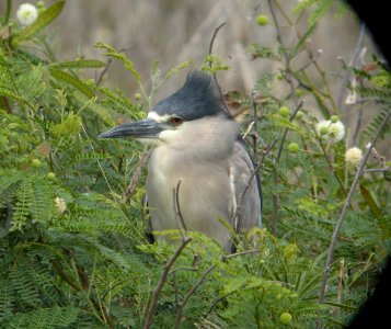 DSCN5922 c Black-crowned Night-Heron Kahuku Aqua Ponds HI 3-16-2015