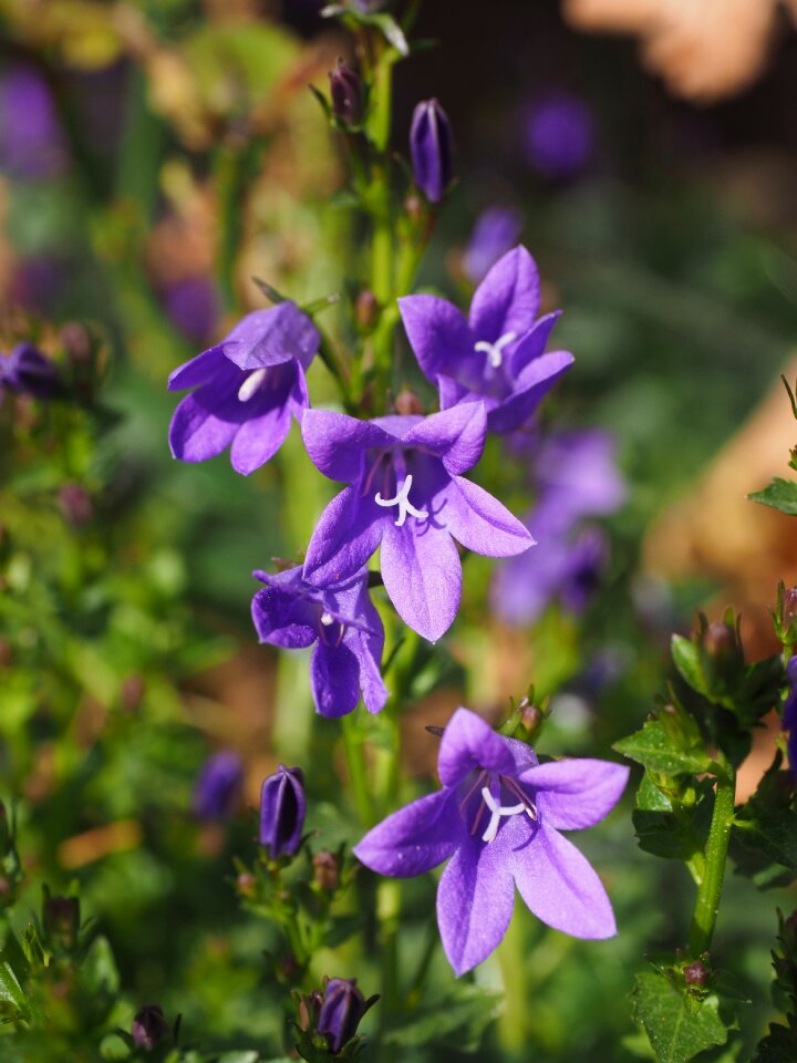 Bluebells spring flower blossom