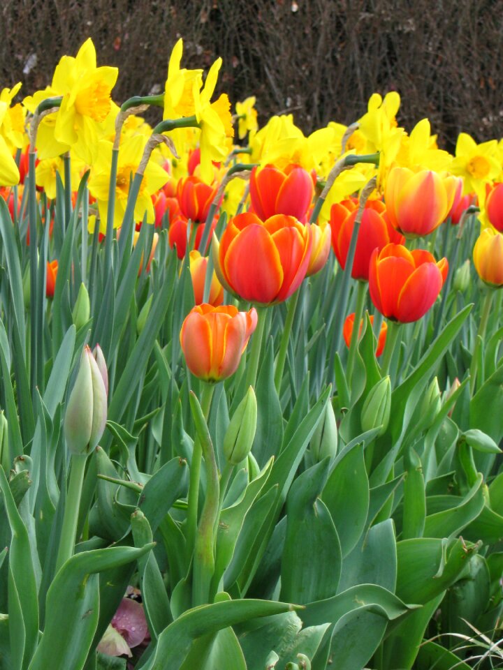 Garden yellow orange