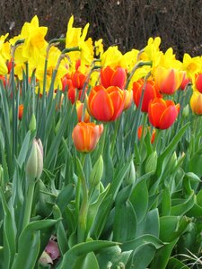 Garden yellow orange