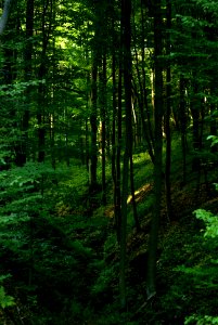 Sony Alpha A230 with Helios-44-2 - From Moravian Karst Forests 01