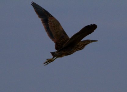 IMG 9675c American Bittern Whispering Willows Area Kankakee Co IL 10-4-2016