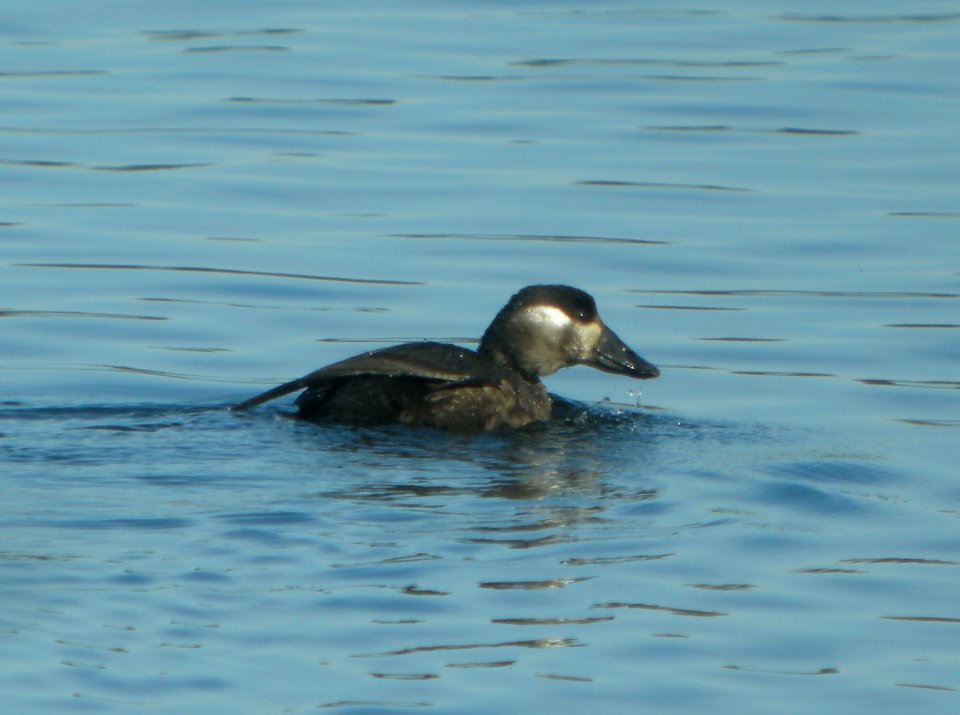 DSCN9143 c Surf Scoter Willow Slough FWA IN 11-15-2015