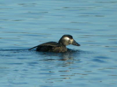 DSCN9143 c Surf Scoter Willow Slough FWA IN 11-15-2015 photo