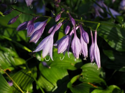 Purple light purple hosta performed