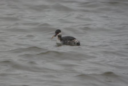 IMG 9630c Horned Grebe Beckman Park Kankakee-IL 3-6-2017 photo