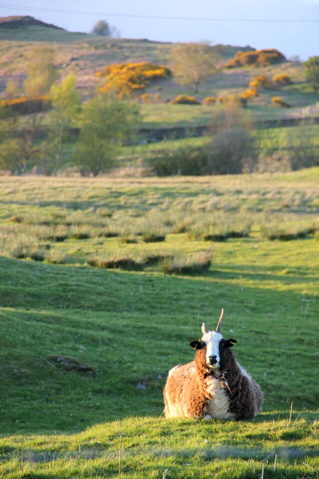 Farm grass landscape