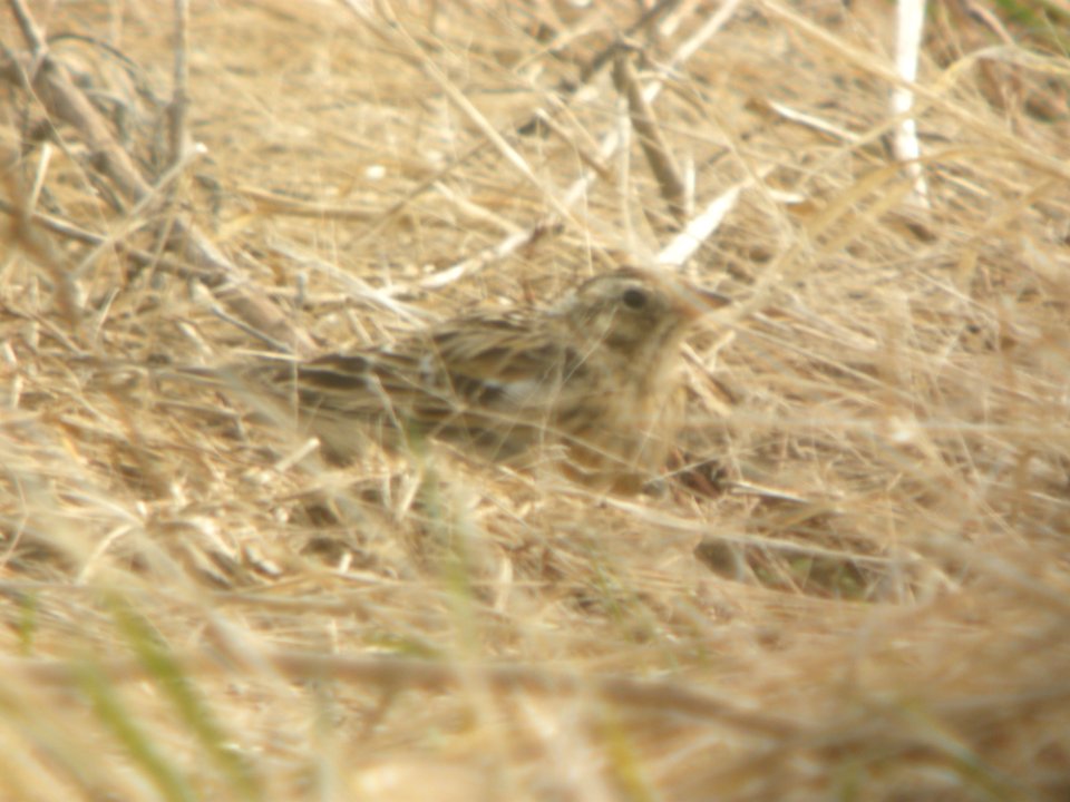 DSCN9883c Smith's Longspur (Molting) Whispering Willows Area Kankakee Co IL 4-9-2017