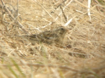 DSCN9883c Smith's Longspur (Molting) Whispering Willows Area Kankakee Co IL 4-9-2017