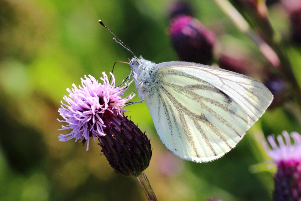 Thistle flower insect butterflies