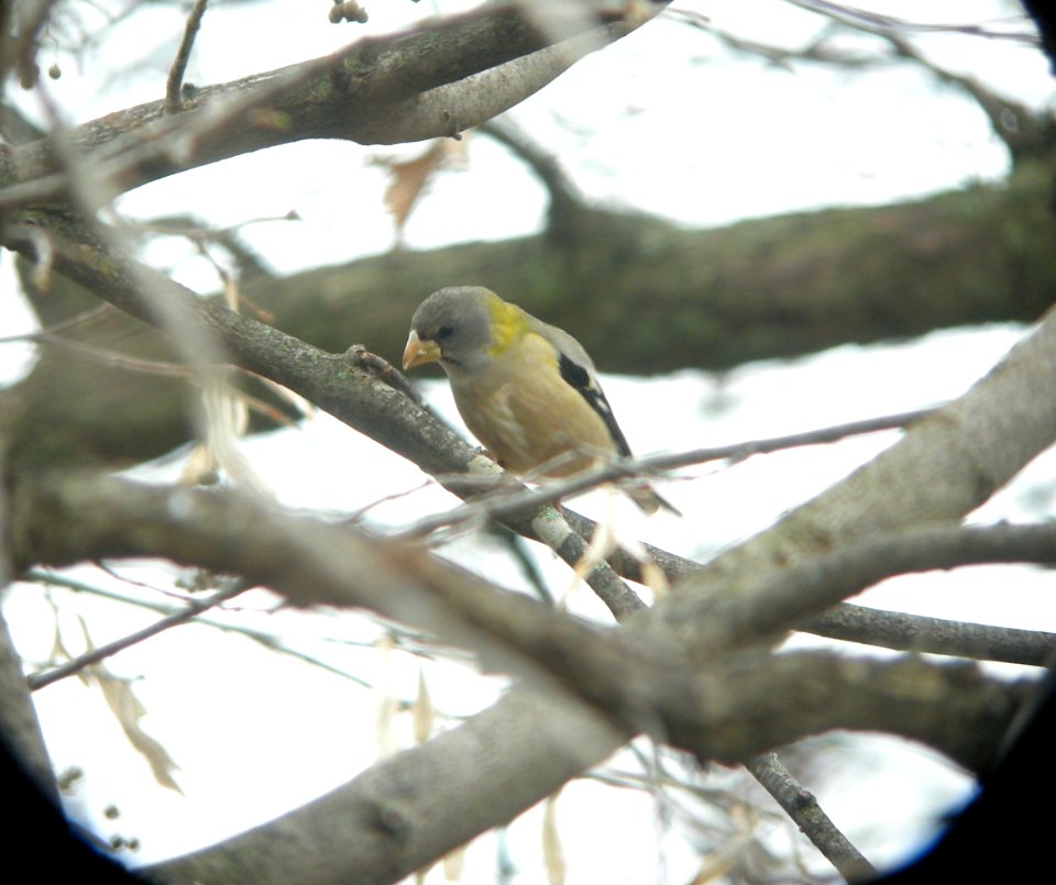 DSCN6269 c Evening Grosbeak  Iroquois Co IL 11-8-2012
