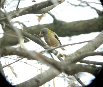 DSCN6269 c Evening Grosbeak  Iroquois Co IL 11-8-2012