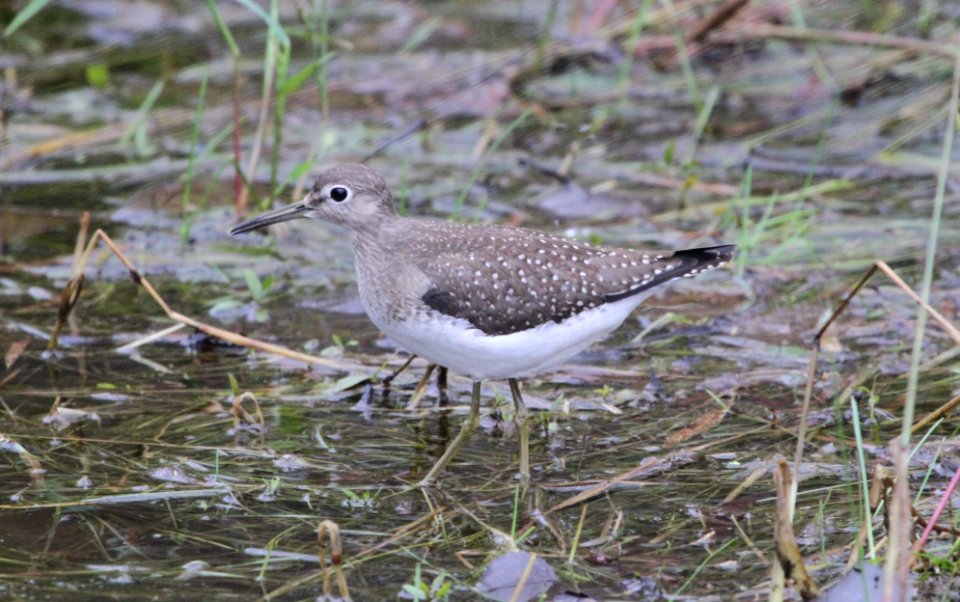 IMG 0324cg Soliary Sandpiper Whispering Willows Area Kankakee Co IL 10-20-2016