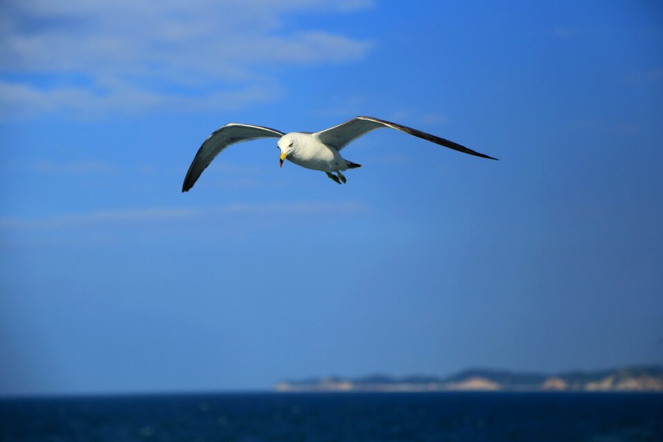 Seagull nature animal