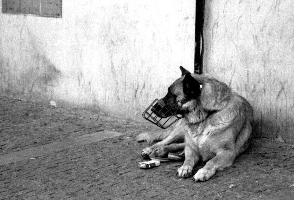 Canon Prima Zoom 80u (Sure Shot 80u) - Dog Guarding a Cigarette Pack