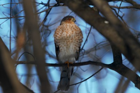 IMG 6997c Sharp-shinned Hawk Hse Kankakee IL 1-5-2018