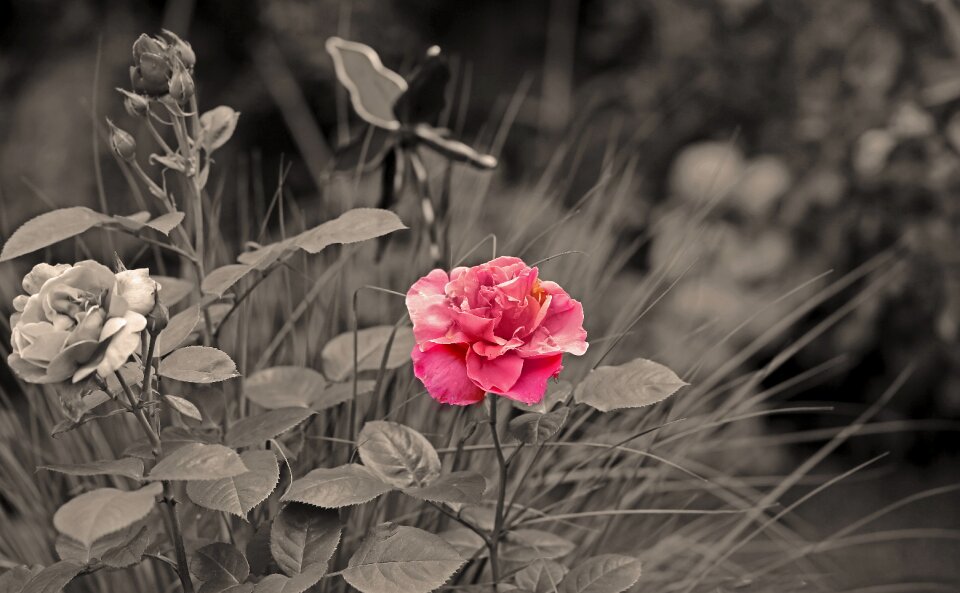 Bloom red rose rose bloom