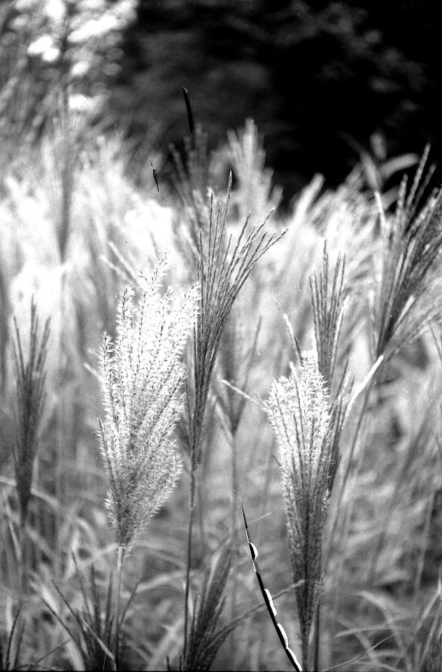 Zenit 11 - Melancholy Garden 08