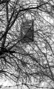 Canon EOS 30 + Ortho 25 film - Window and Branches