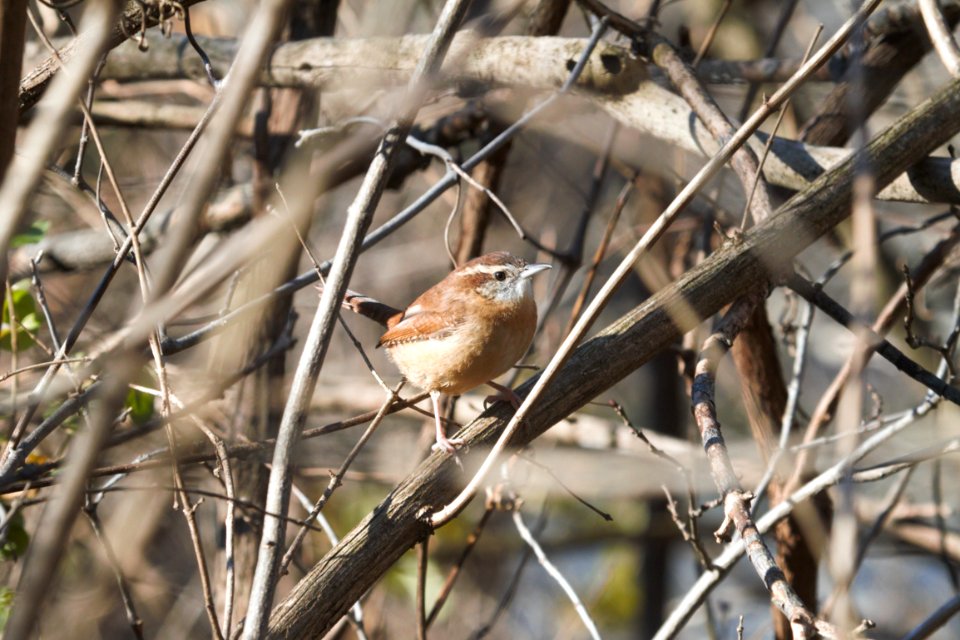 IMG 6266c Carolina Wren Metro-sewer Kankakee IL 12-06-2017