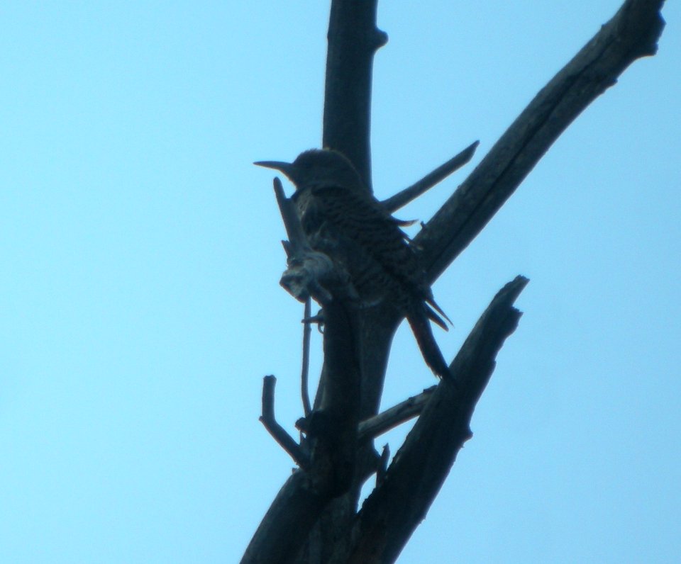 DSCN9348 Gilded Flicker Watson Lake Yavapai Co AZ 12-29-2015