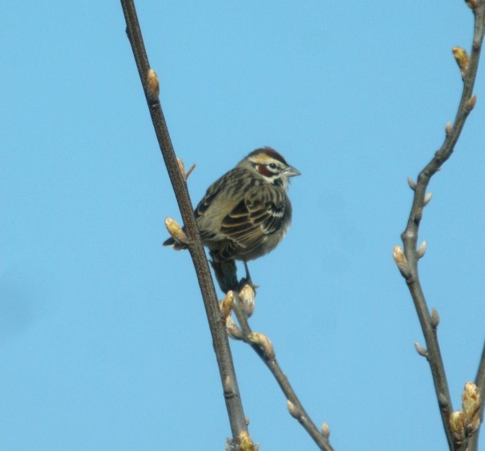 DSCN6278 c Lark Sparrow E. Kankakee Co IL 4-23-2015