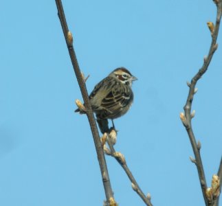 DSCN6278 c Lark Sparrow E. Kankakee Co IL 4-23-2015 photo