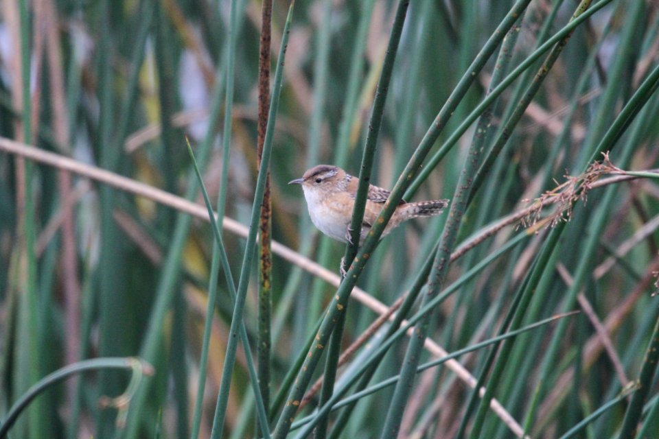 IMG 4239c Marsh Wren TNC Kankakee Sands IN 10-12-2017