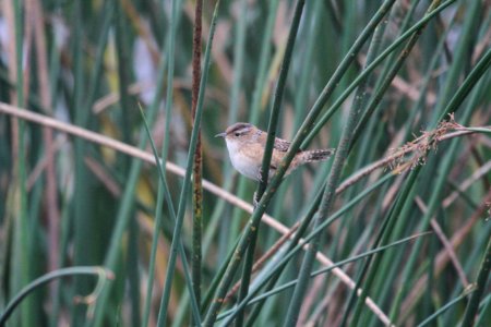 IMG 4239c Marsh Wren TNC Kankakee Sands IN 10-12-2017
