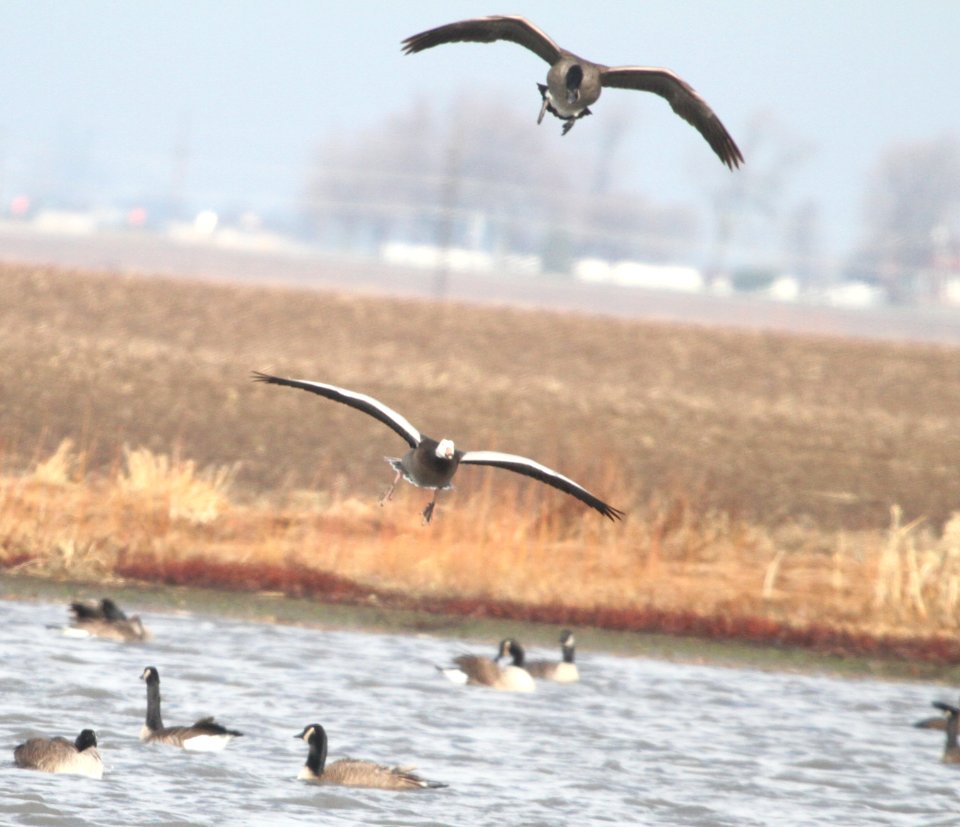 IMG 6030c Snow Goose Whispering Willows Kankakee Co IL 12-16-2015
