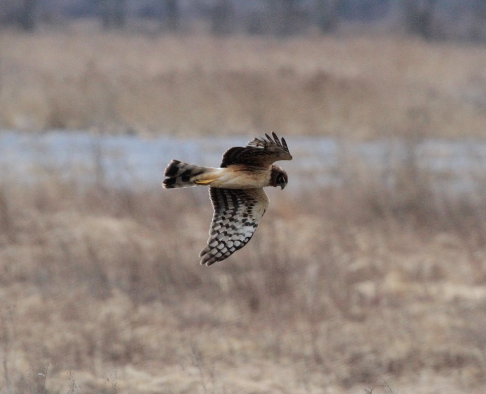IMG 4478c Northern Harrier TNC Kankakee Sands IN 3-1-2017