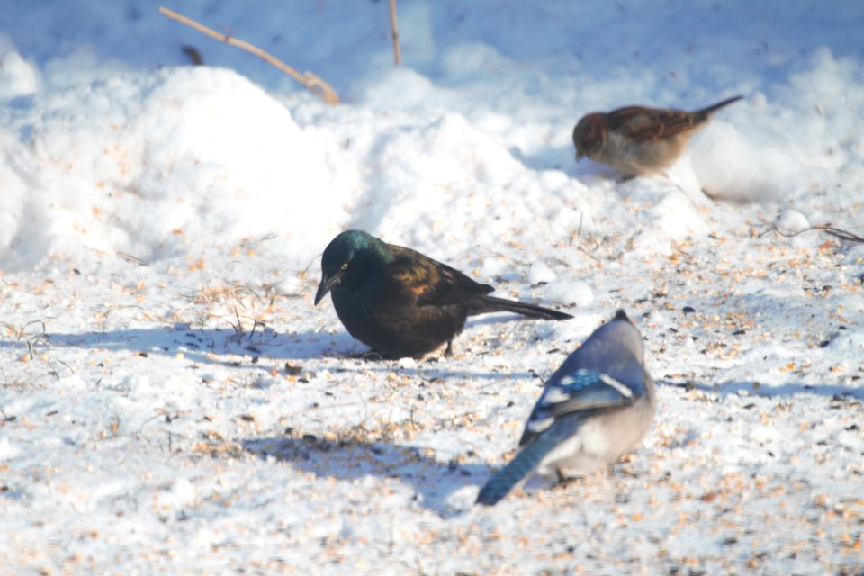 IMG 6927c Common Grackle Hse Kankakee IL 12-31-2017