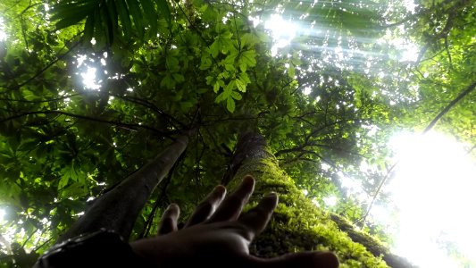 Arboles centenarios PANACOMA Comayagua Honduras