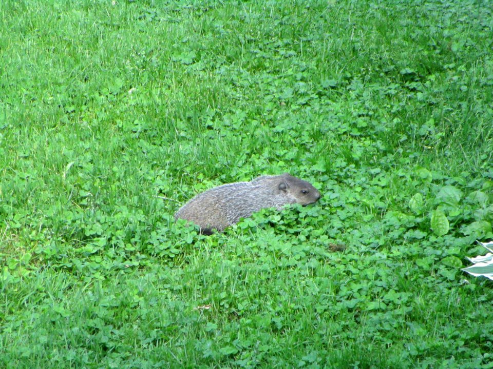 IMG 0101c Woodchuck Hse Kankakee IL 5-31-2018