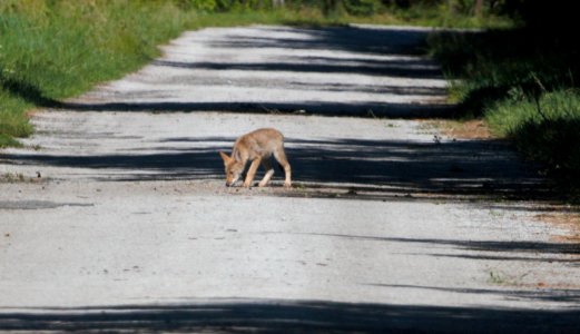 IMG 8346c Coyote (Pup) LaSalle FWA IN 6-27-2016