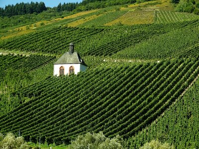 Mosel winegrowing autumn
