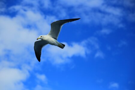Seagull nature animal