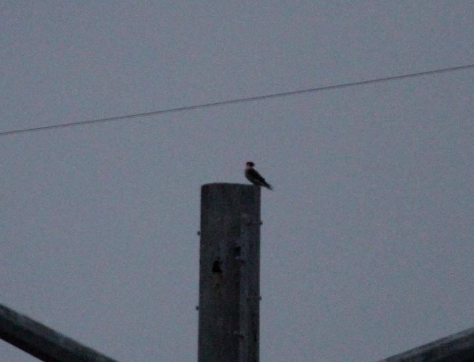 IMG 6042c Peregrine Falcon Dam Kankakee IL 12-17-2015