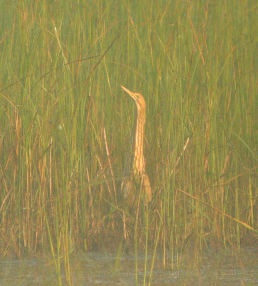 DSCN3804 c American Bittern TNC Kankakee Sands IN 8-4-2014