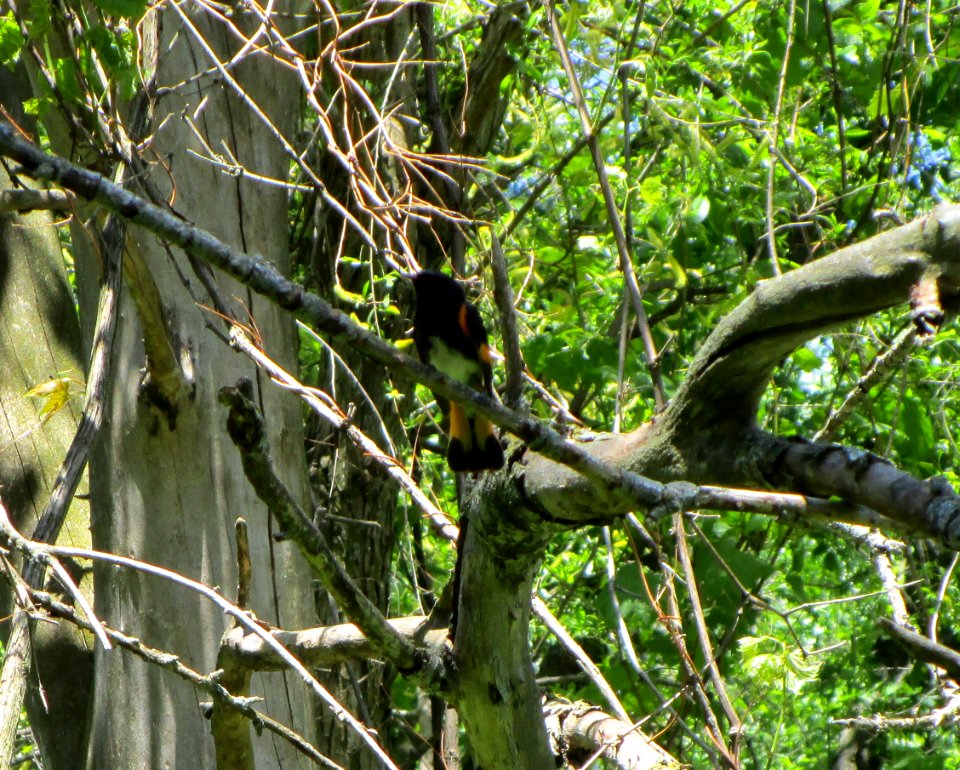 IMG 1575 c American Redstart Willow Slough FWA IN 5-22-2015