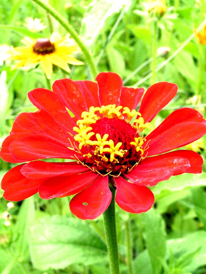 Zinnia elegans photo